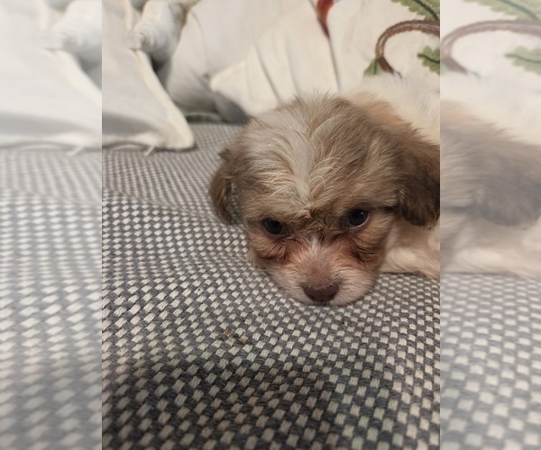 Medium Photo #40 Maltipom-Pomeranian Mix Puppy For Sale in HUDSON, MA, USA