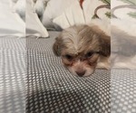 Small #39 Maltipom-Pomeranian Mix