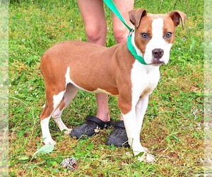 American Pit Bull Terrier-Unknown Mix Dogs for adoption in Wetumpka, AL, USA