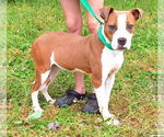 Small American Pit Bull Terrier Mix