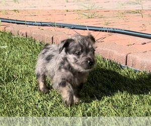 French Bulldog-Yorkshire Terrier Mix Puppy for sale in SAN JUAN BAUTISTA, CA, USA