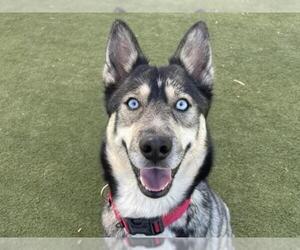 Siberian Husky Dogs for adoption in Martinez, CA, USA