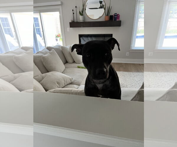 Medium Photo #3 Labrador Retriever-Unknown Mix Puppy For Sale in Virginia Beach, VA, USA