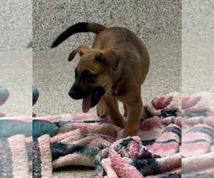 Mutt Dogs for adoption in Mechanicsburg, PA, USA