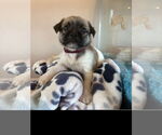 Small #1 Mutt