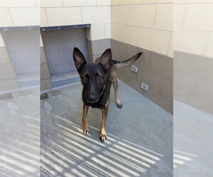 Mutt Dogs for adoption in Riverside, CA, USA