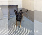 BONNY - Female Mutt Dog for Adoption - Small photo