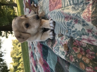 Mutt Puppy for sale in AUSTIN, TX, USA