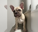 Small #3 French Bulldog