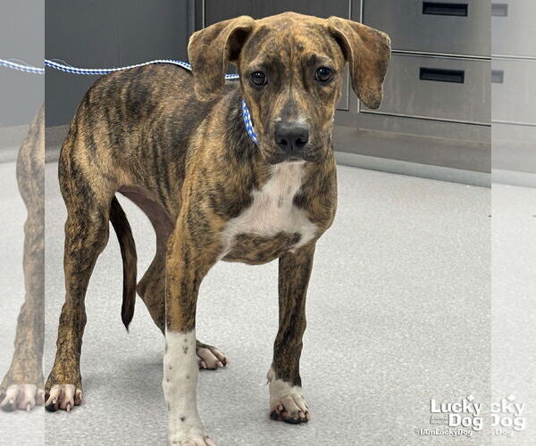 Medium Photo #2 Boxer-Plott Hound Mix Puppy For Sale in Washington, DC, USA