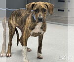 Small #1 Boxer-Plott Hound Mix