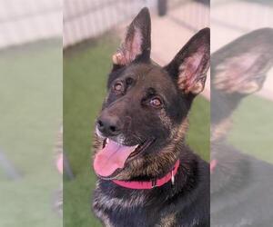 German Shepherd Dog Dogs for adoption in Sacramento, CA, USA