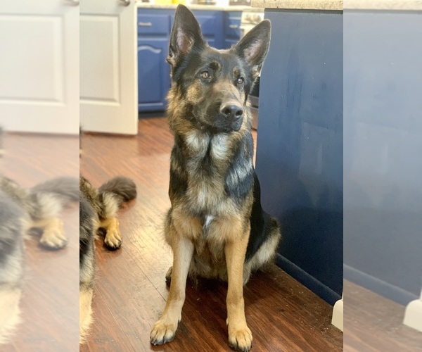 Medium Photo #8 German Shepherd Dog Puppy For Sale in BRUCEVILLE, TX, USA