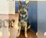 Small #7 German Shepherd Dog
