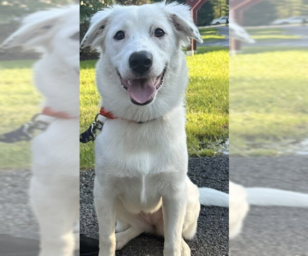 Medium Photo #48 Great Pyrenees-Unknown Mix Puppy For Sale in Brewster, NY, USA