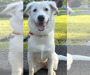 Daphne (D Pups) - Female Great Pyrenees-Unknown Mix Dog for Adoption - Photo #48