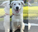 Small Photo #48 Great Pyrenees-Unknown Mix Puppy For Sale in Brewster, NY, USA