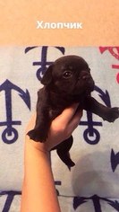 French Bulldog Puppy for sale in GOSHEN, MA, USA
