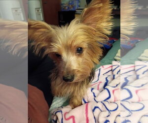 Jack - Male Mutt Dog for Adoption - Photo #3