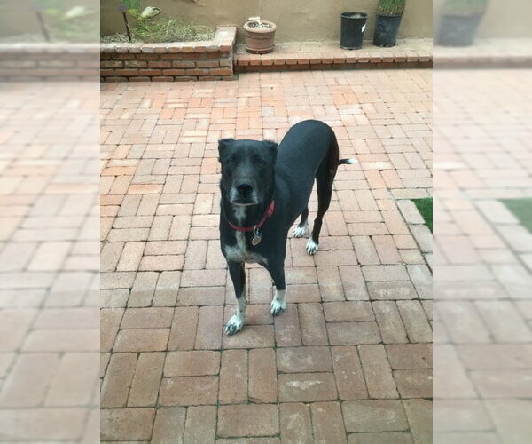 Medium Photo #1 Mutt Puppy For Sale in Chandler, AZ, USA