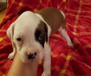 Boxer Puppy for sale in AMES, IA, USA