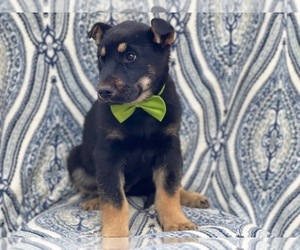 German Shepherd Dog-Unknown Mix Puppy for sale in LAKELAND, FL, USA