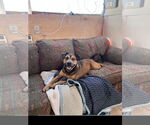 Small #4 Mutt