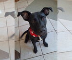 Small #11 Labrador Retriever Mix