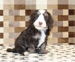 Small #3 Bernedoodle (Miniature)