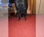 Small Photo #4 Cane Corso Puppy For Sale in GRENVILLE, NM, USA