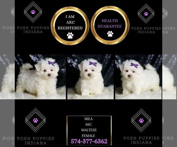 Medium Photo #2 Maltese Puppy For Sale in WARSAW, IN, USA