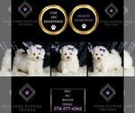 Small #1 Maltese