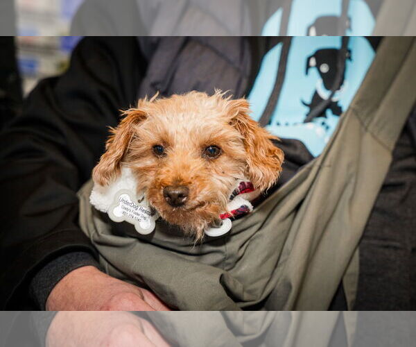 Medium Photo #3 Poodle (Miniature) Puppy For Sale in St. Louis Park, MN, USA