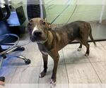 Small Catahoula Leopard Dog Mix