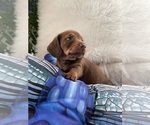 Small Photo #3 Dachshund Puppy For Sale in LA JOLLA, CA, USA