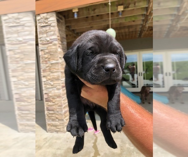 Medium Photo #2 Mastador Puppy For Sale in MONTGOMERY, IN, USA