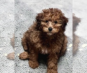 Double Doodle Puppy for sale in SOUTH ORANGE, NJ, USA