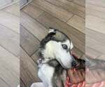 Small #2 Siberian Husky Mix