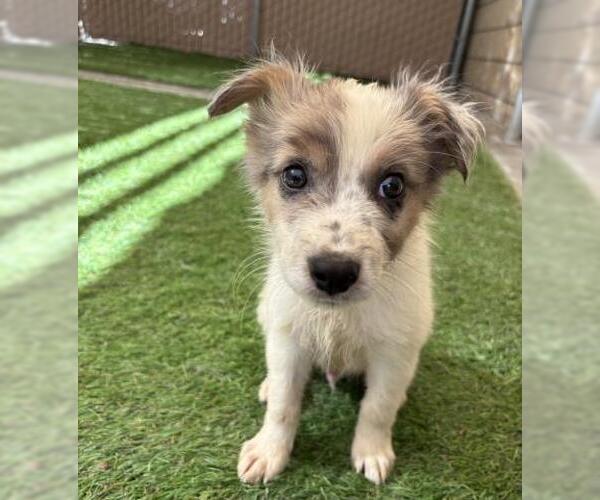 Medium Photo #1 Mutt Puppy For Sale in Riverside, CA, USA