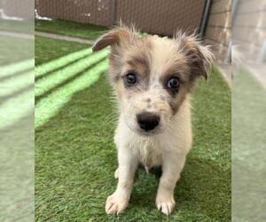 Mutt Dogs for adoption in Riverside, CA, USA