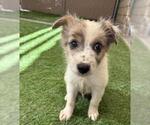 Small Mutt