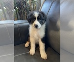 Small Photo #2 Australian Shepherd Puppy For Sale in GILBERT, AZ, USA