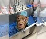 Small #1 American Pit Bull Terrier Mix