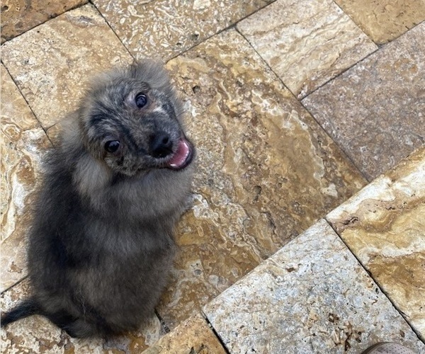 Medium Photo #3 Pomeranian Puppy For Sale in COOPER CITY, FL, USA