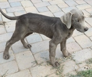 Labrador Retriever Puppy for Sale in QUEEN CREEK, Arizona USA