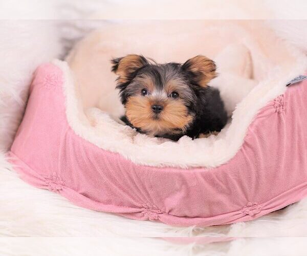 Medium Photo #1 Yorkshire Terrier Puppy For Sale in FULLERTON, CA, USA