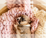 Small Photo #4 Pembroke Welsh Corgi Puppy For Sale in WAVERLY HALL, GA, USA