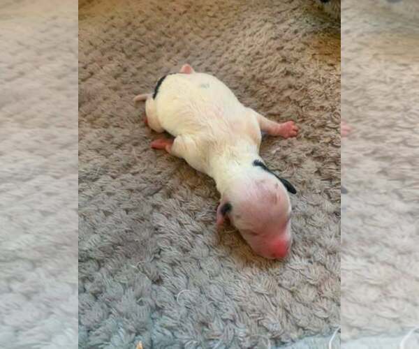 Medium Photo #1 Poodle (Miniature) Puppy For Sale in HADDAM, KS, USA