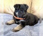 Small #36 German Shepherd Dog