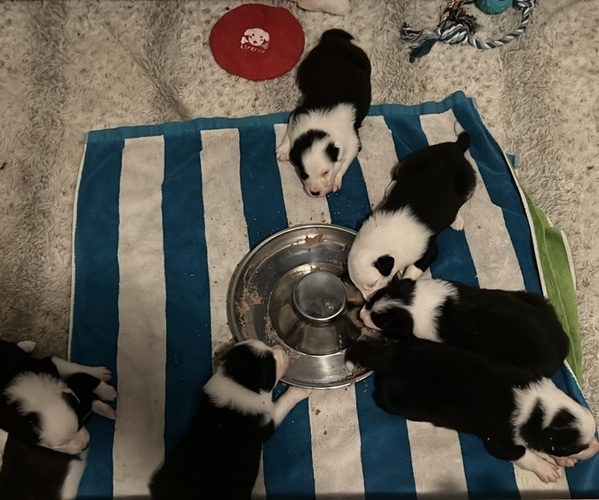 Medium Photo #16 Border-Aussie Puppy For Sale in GLENDORA, CA, USA